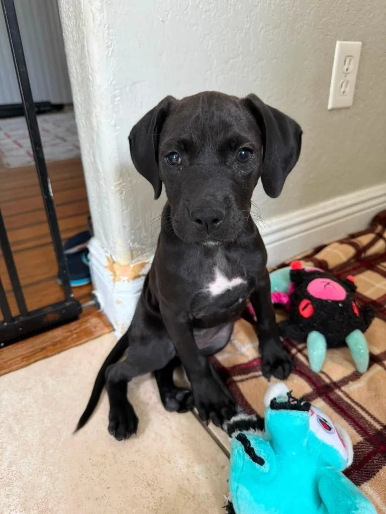 A baby medium-sized female Labrador Retriever dog named Andi for adoption in Orlando, FL