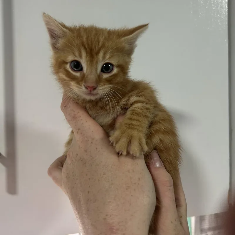 A baby small-sized male Orange / Red Domestic Short Hair cat named Sir Loin for adoption in Cabot, AR