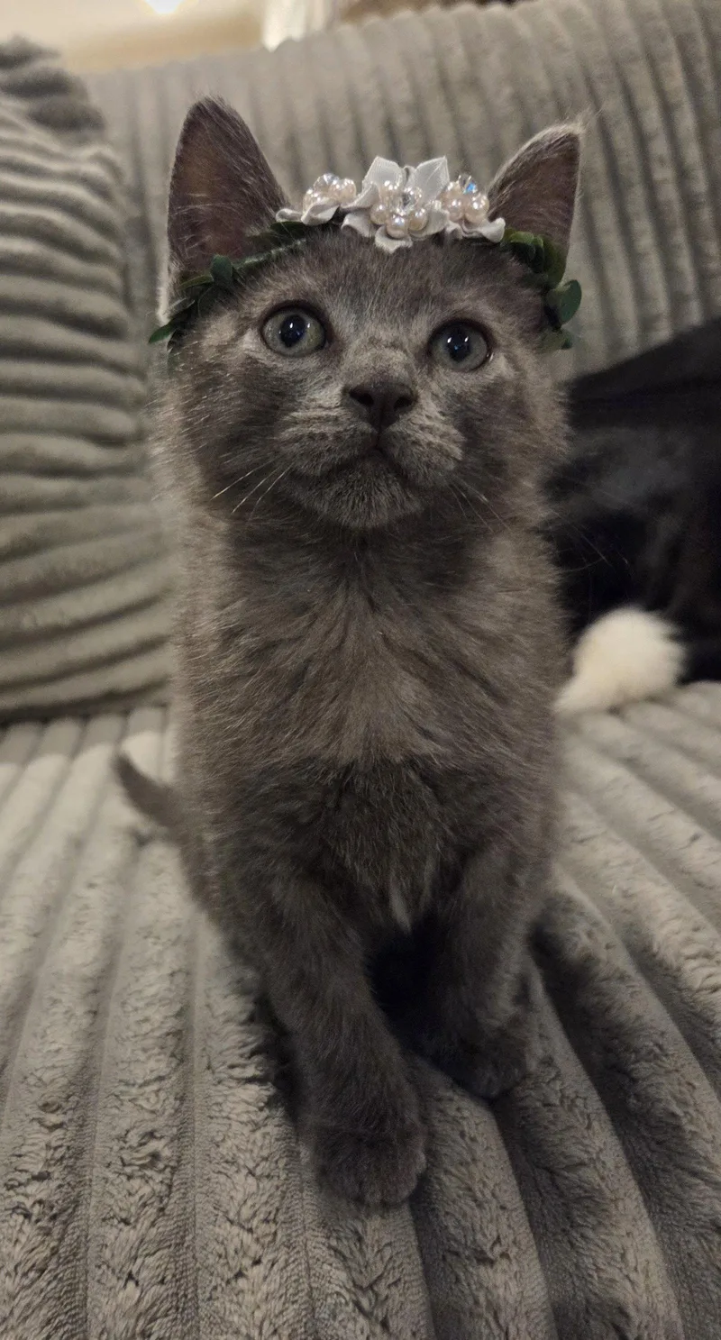 A baby medium-sized female Gray / Blue / Silver Domestic Medium Hair cat named Miss Piggy for adoption in Magnolia Springs, AL