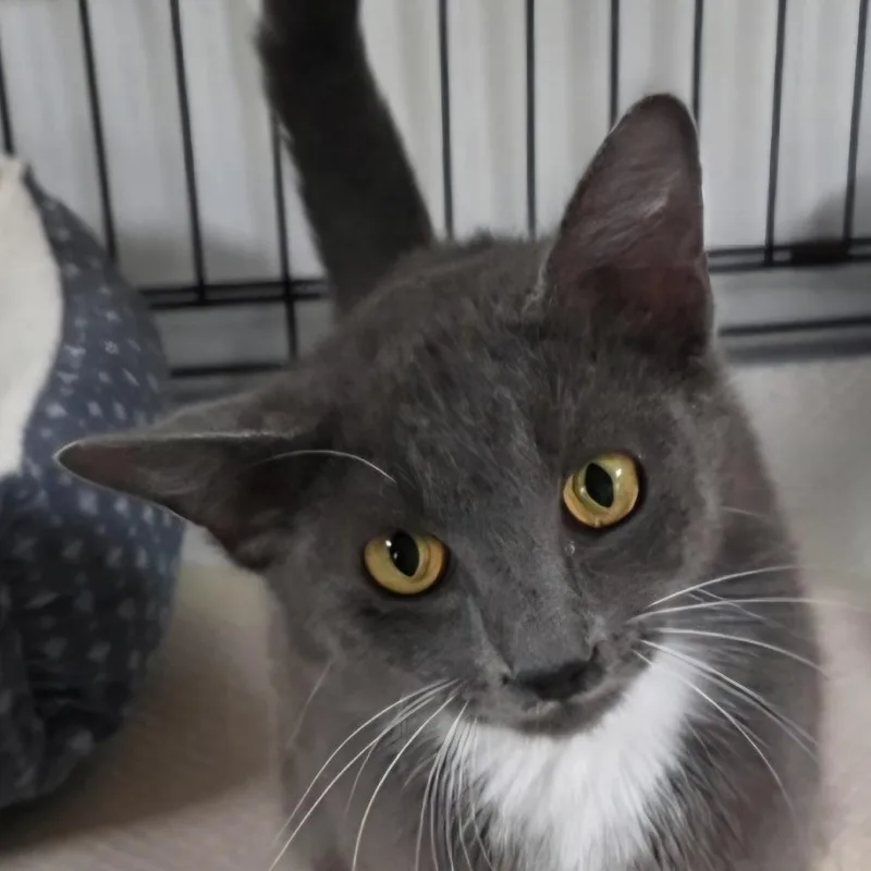 A young medium-sized female Gray / Blue / Silver Domestic Short Hair cat named Khloe for adoption in Melrose, FL