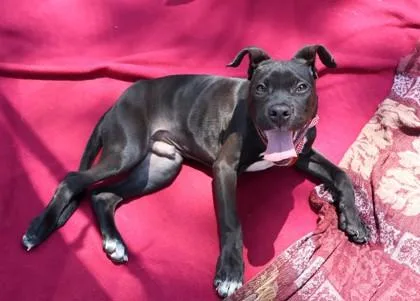 A young large-sized male Mixed Breed dog named Boaz for adoption in Athens, GA
