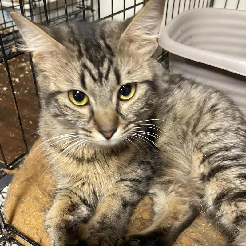 A young small-sized female Brown / Chocolate Domestic Short Hair cat named Miss Calendula for adoption in Inwood, WV