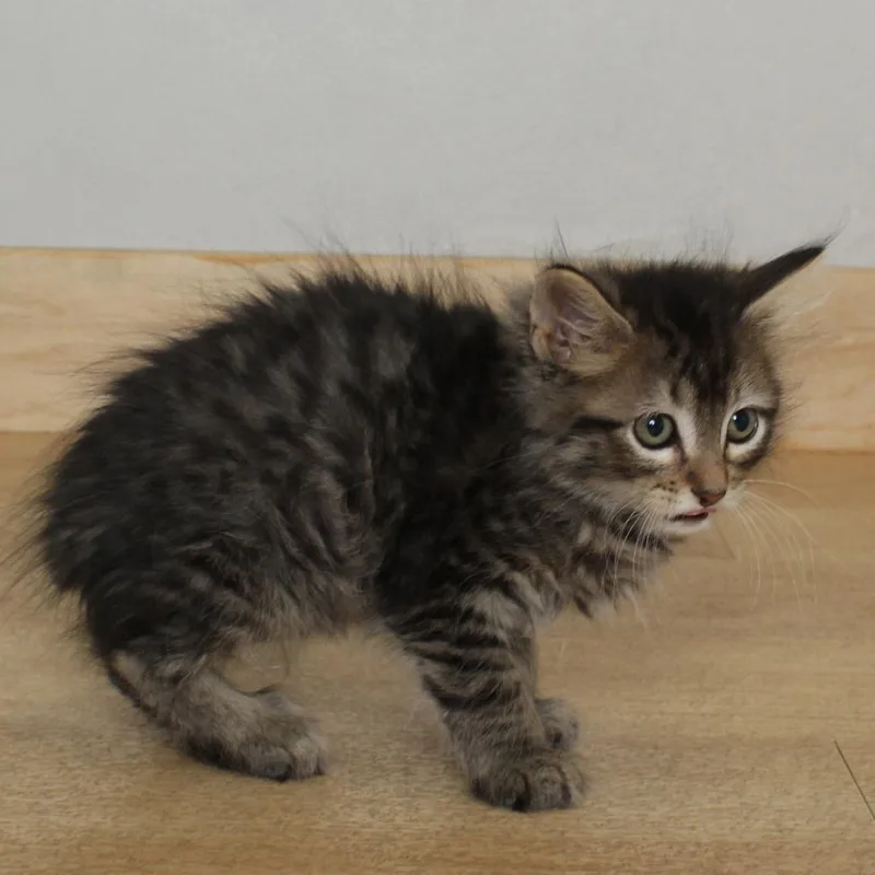 A baby small-sized male Brown / Chocolate Domestic Medium Hair cat named Crunchwrap Supreme C for adoption in Minnetonka, MN