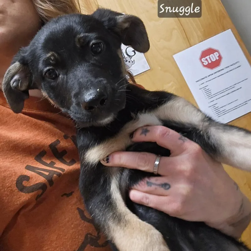 A baby small-sized female Black Shepherd dog named Snuggle  U for adoption in Tupelo, MS