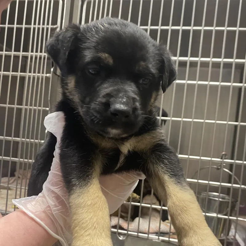 Snuggle  U thumbnail 3