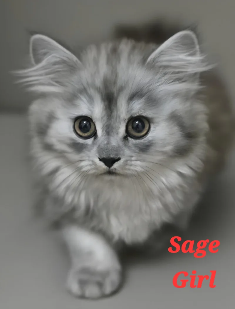 A baby small-sized female Persian cat named Sage for adoption in Snow Hill, MD