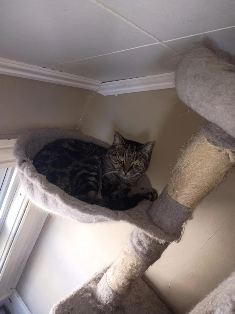 An adult medium-sized male Domestic Short Hair cat named Astro & Camino for adoption in Douglas, MA