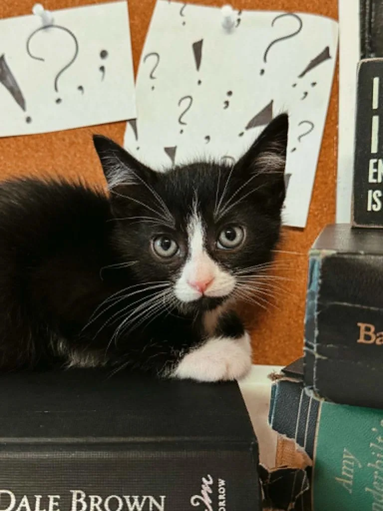 A baby small-sized male Domestic Short Hair cat named Question Mark for adoption in Effingham, IL