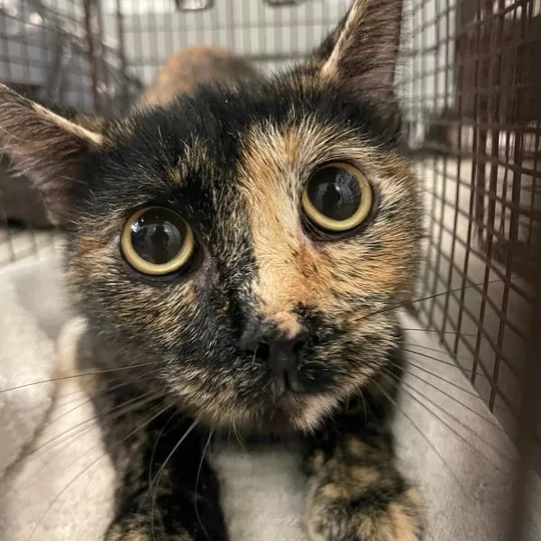 An adult small-sized female Domestic Short Hair cat named Cammy for adoption in Des Moines, IA