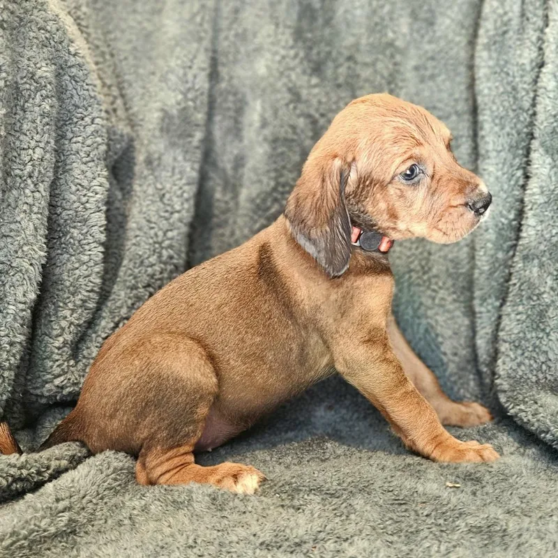 Rebecca Pup Katharina