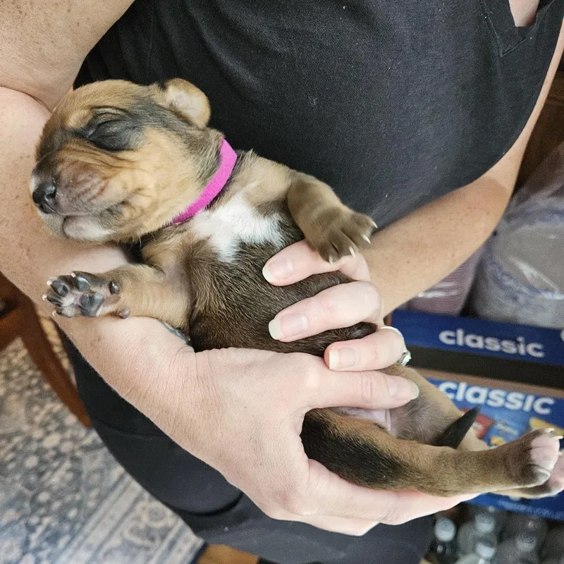 Rebecca Pup  Katharina thumbnail 3