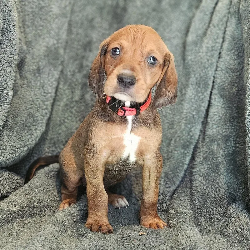 Rebecca Pup  Katharina thumbnail 4