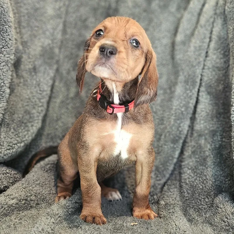 Rebecca Pup  Katharina thumbnail 5