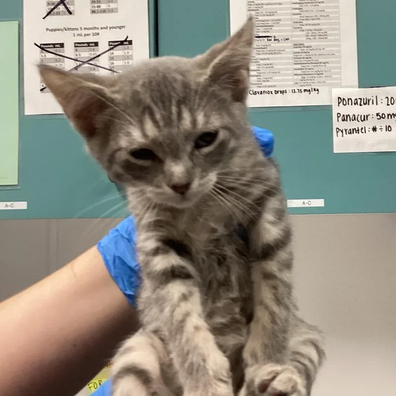 A baby small-sized female Domestic Short Hair cat named Belleair for adoption in Tampa, FL