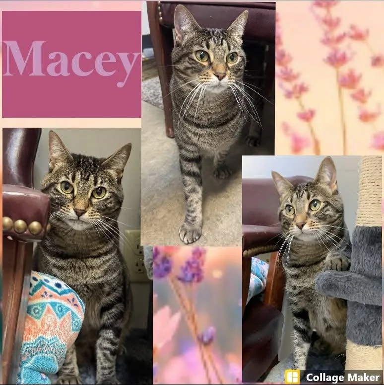 An adult medium-sized female Domestic Short Hair cat named Macey for adoption in Clearfield, PA