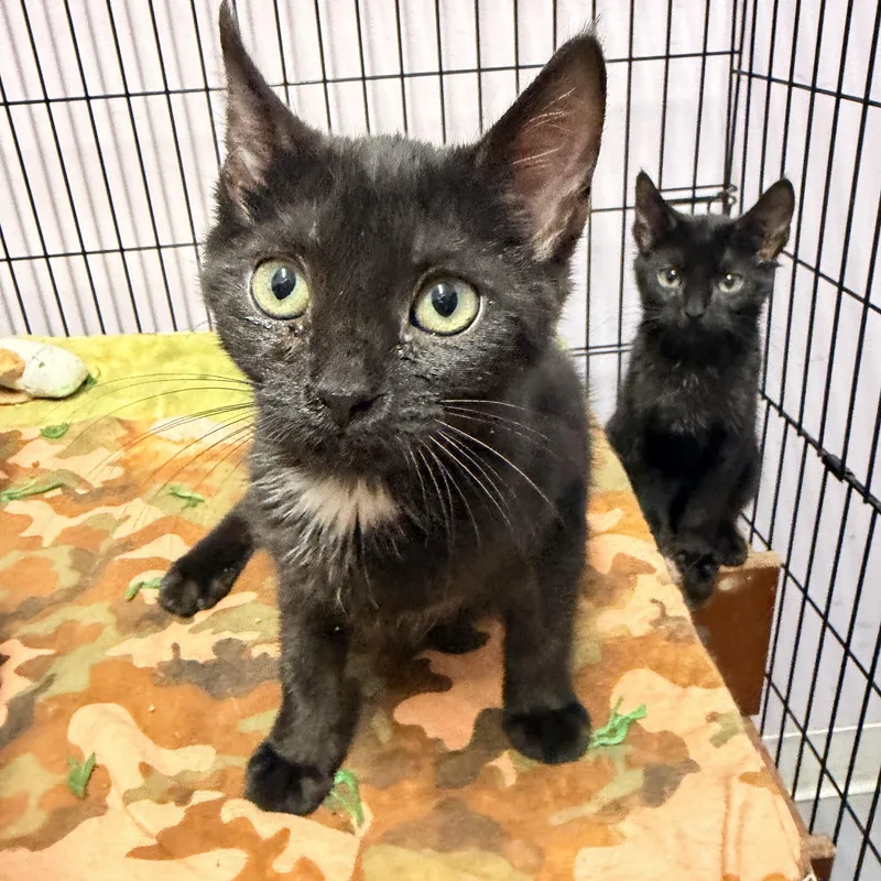 A baby medium-sized female Black Domestic Short Hair cat named Berrie for adoption in Logan, OH