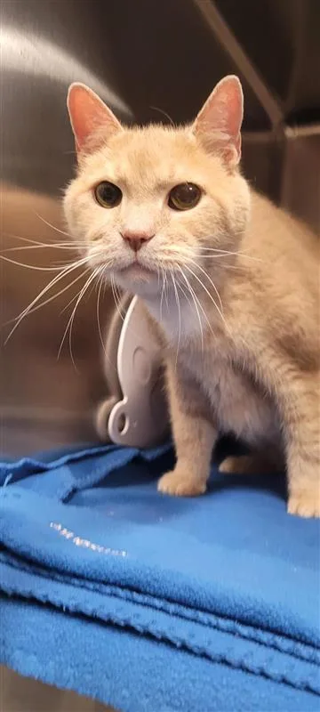 An adult large-sized male Domestic Short Hair cat named Big Mac for adoption in West Chester, PA