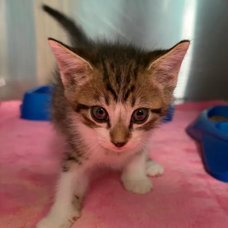 A baby small-sized male White Domestic Short Hair cat named Victor for adoption in Lake Jackson, TX