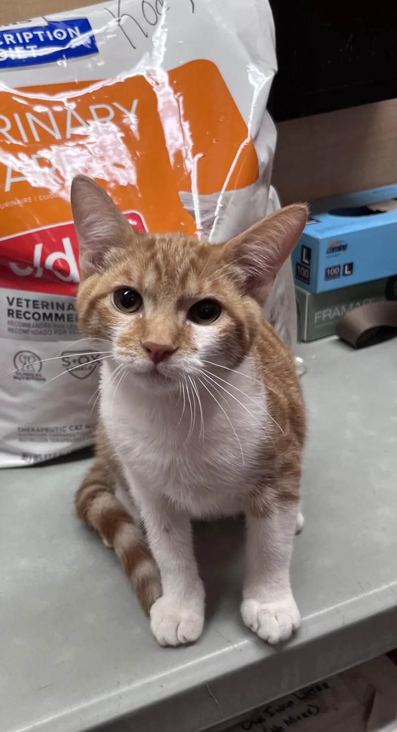 A young medium-sized male Orange & White Domestic Short Hair cat named Darwin for adoption in Scottsdale, AZ