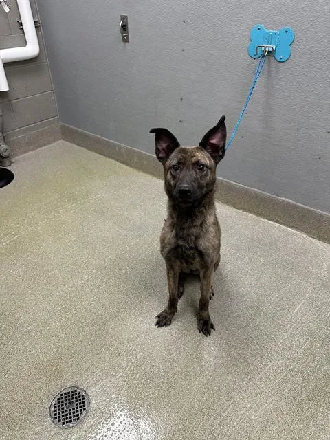 Stella