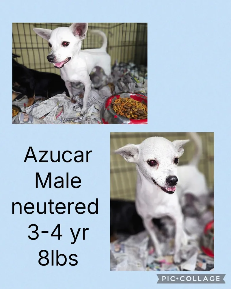 Azucar