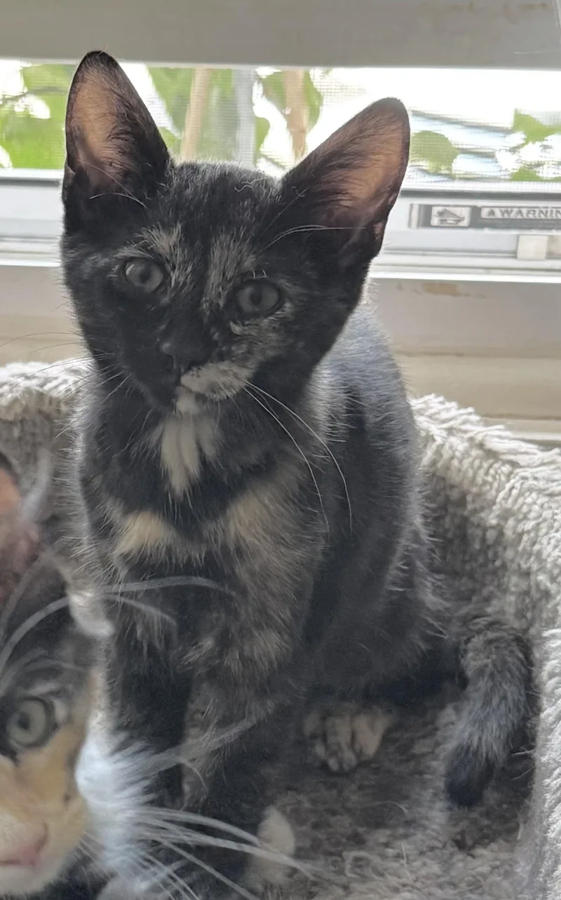 A baby medium-sized female Domestic Medium Hair cat named Medium Hair Babies for adoption in Salem, NH