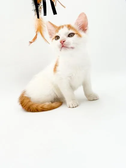 A baby small-sized male Domestic Short Hair cat named Tate for adoption in Bowling Green, KY