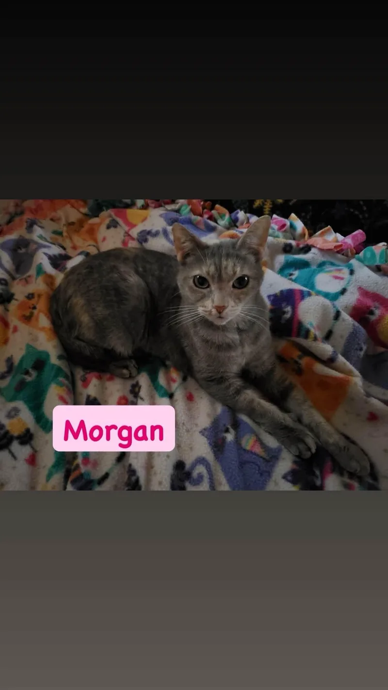 A senior medium-sized female Domestic Short Hair cat named Morgan for adoption in Crown Point, IN