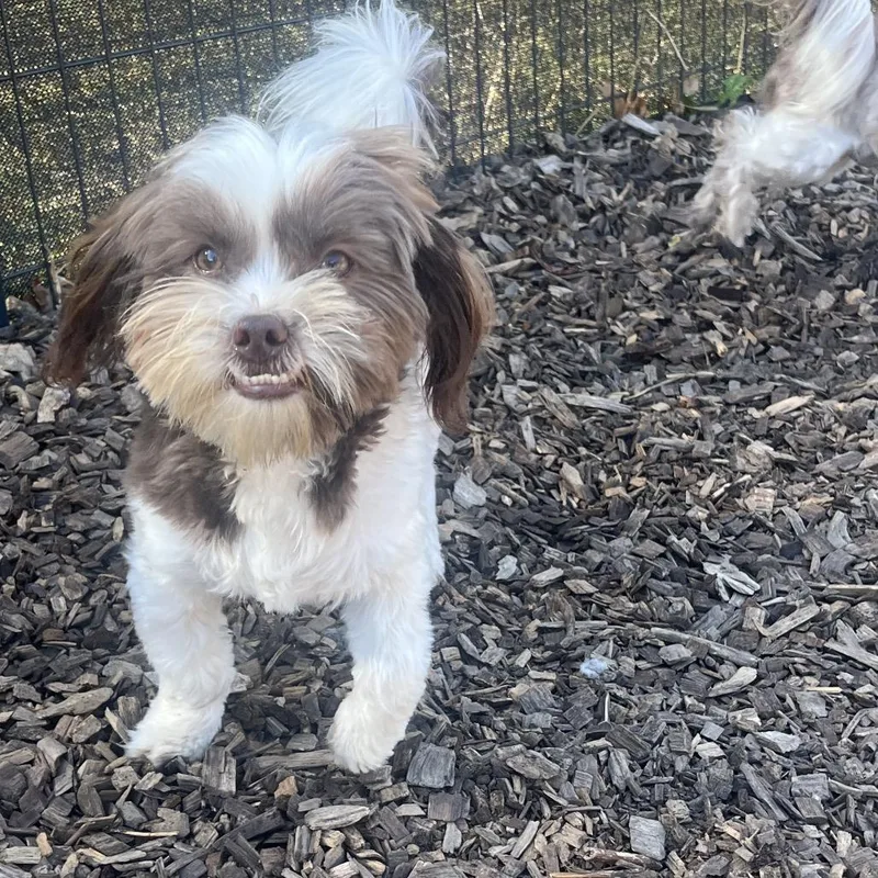 A young small-sized male Shih Tzu dog named Churchill for adoption in Wappingers Falls, NY
