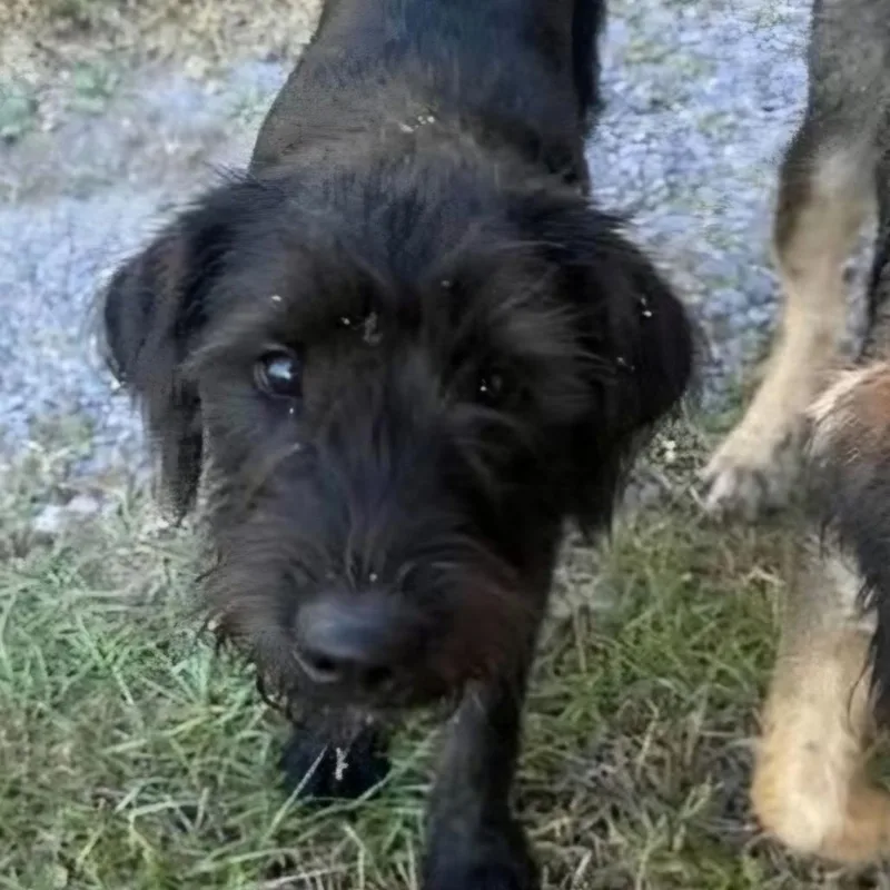 A young medium-sized male Black Terrier dog named Coal for adoption in Bessemer, AL
