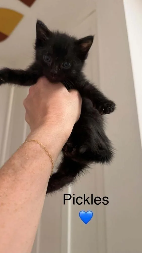 A baby medium-sized female Gray / Blue / Silver Domestic Short Hair cat named Piper Bonded Pair for adoption in Chicago, IL