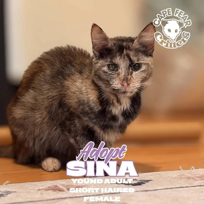 A young medium-sized female Tortoiseshell cat named Sina for adoption in Wilmington, NC