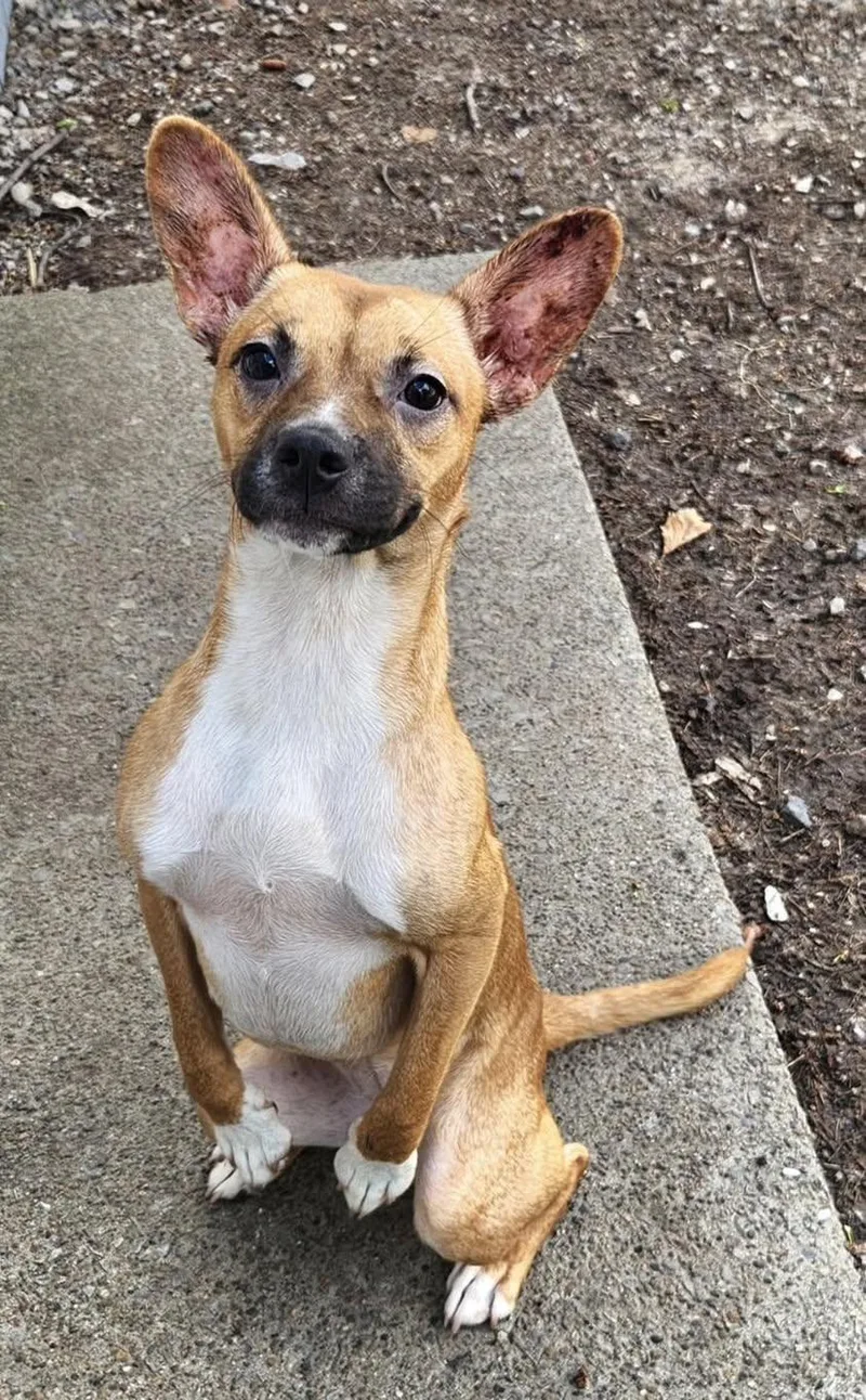 A young small-sized female Golden Mixed Breed dog named Linda for adoption in Vermilion, OH