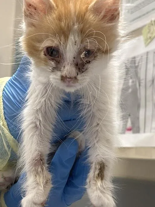 A baby small-sized male Domestic Short Hair cat named Fried Rice for adoption in Las Vegas, NV