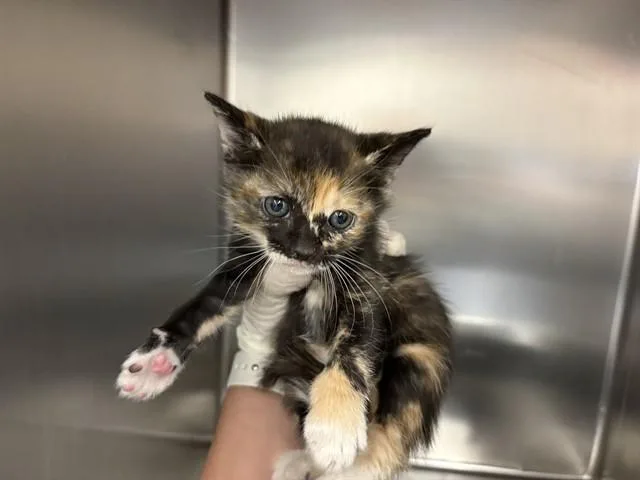 A young small-sized female Domestic Short Hair cat named Loise for adoption in Thousand Palms, CA