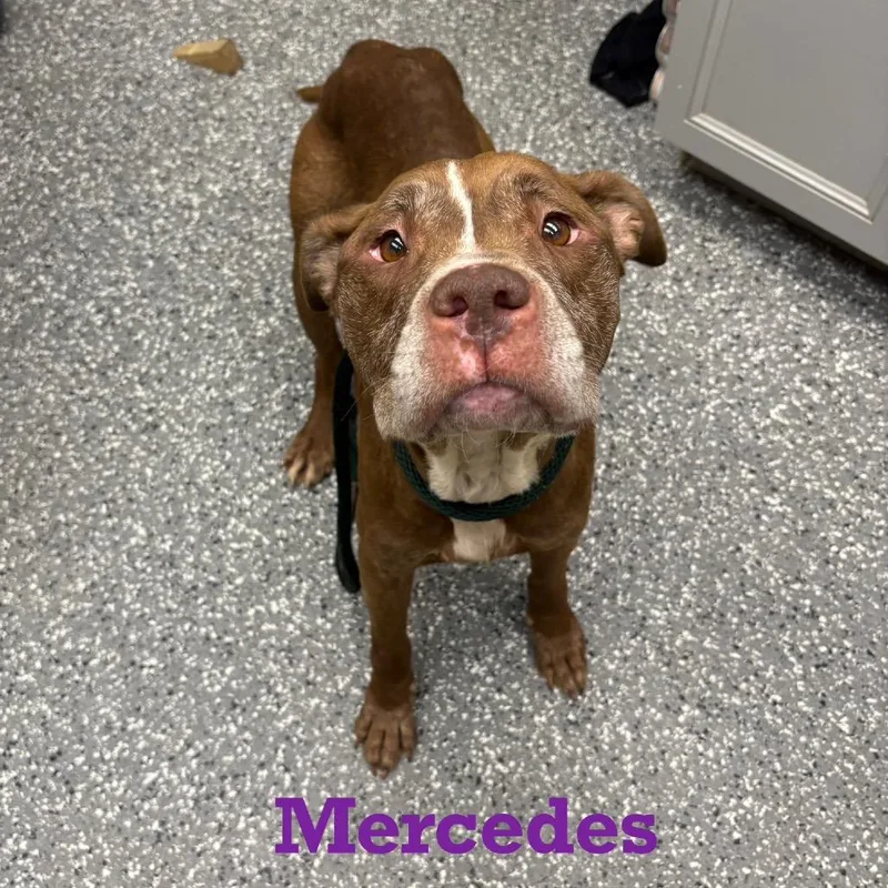 A senior medium-sized female Brown / Chocolate Pit Bull Terrier dog named Mercedes for adoption in Parkersburg, WV