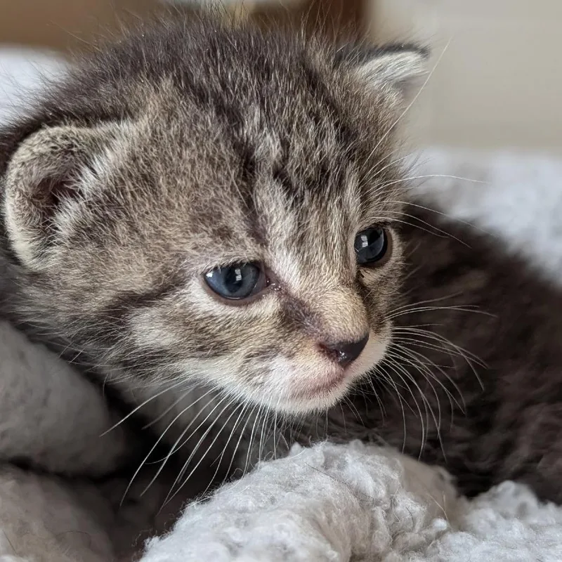 A baby small-sized female Brown / Chocolate Domestic Short Hair cat named Nangi for adoption in Wadena, MN