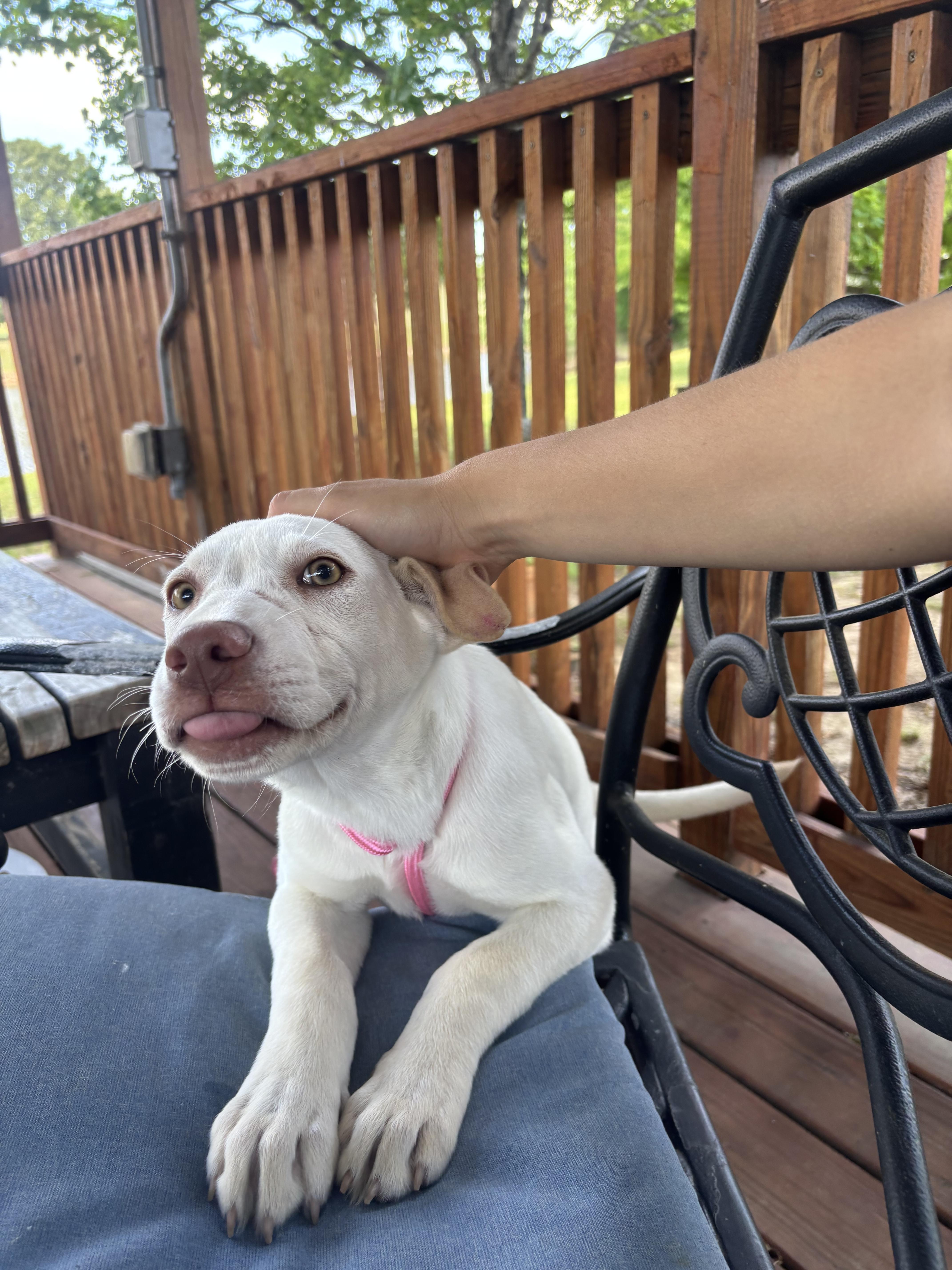 A baby medium-sized female White / Cream Mixed Breed dog named Wilma for adoption in Collierville, TN