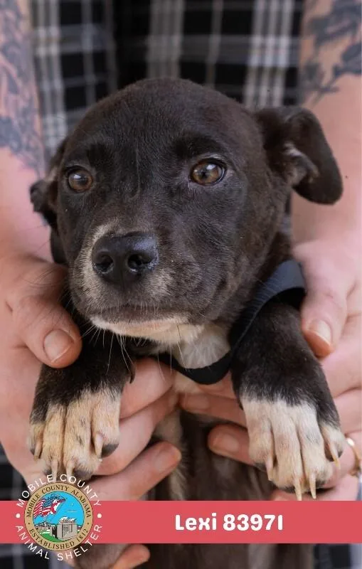 A young medium-sized female Black American Bulldog dog named Lexi for adoption in Mobile, AL