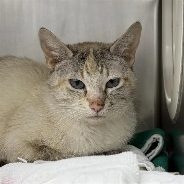 An adult medium-sized female Domestic Short Hair cat named Grizabella for adoption in Las Vegas, NV