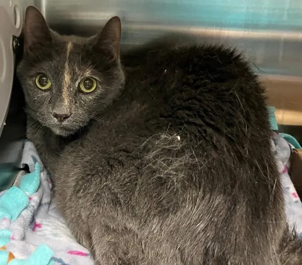 A senior medium-sized female Domestic Short Hair cat named Sophia for adoption in Staten Island, NY
