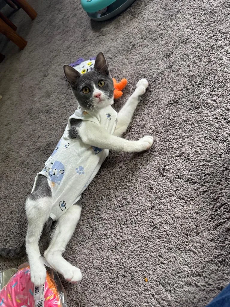 A baby medium-sized female Domestic Short Hair cat named Pebble for adoption in Hot Springs, AR