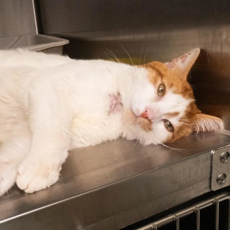 A young medium-sized male Domestic Short Hair cat named Rob Raush for adoption in Shoreline, WA
