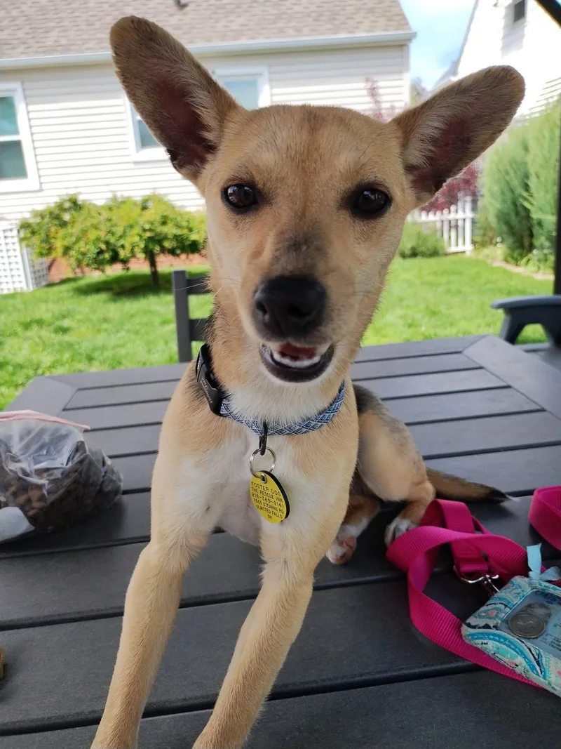 A young small-sized female Bicolor Chihuahua dog named Minnie for adoption in North Olmsted, OH