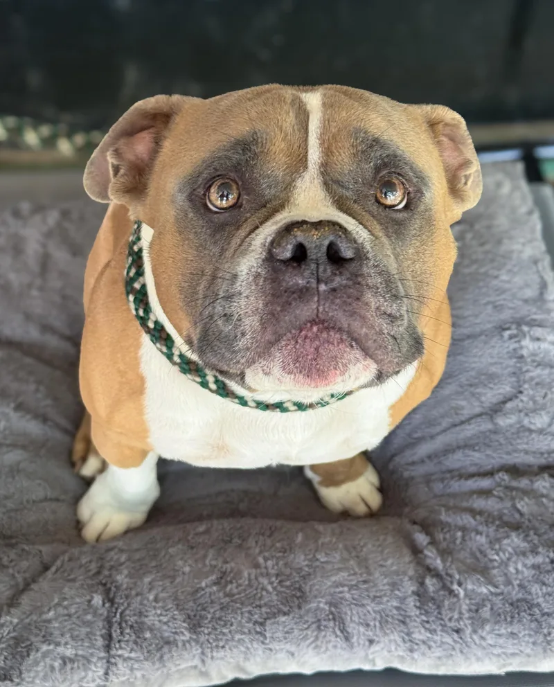 A young medium-sized male Brown / Chocolate Bulldog dog named Buford for adoption in Anderson, IN