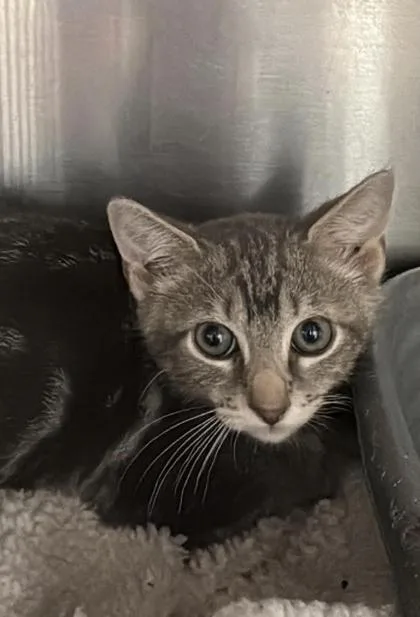 A baby small-sized male Domestic Short Hair cat named Matazz for adoption in Annapolis, MD