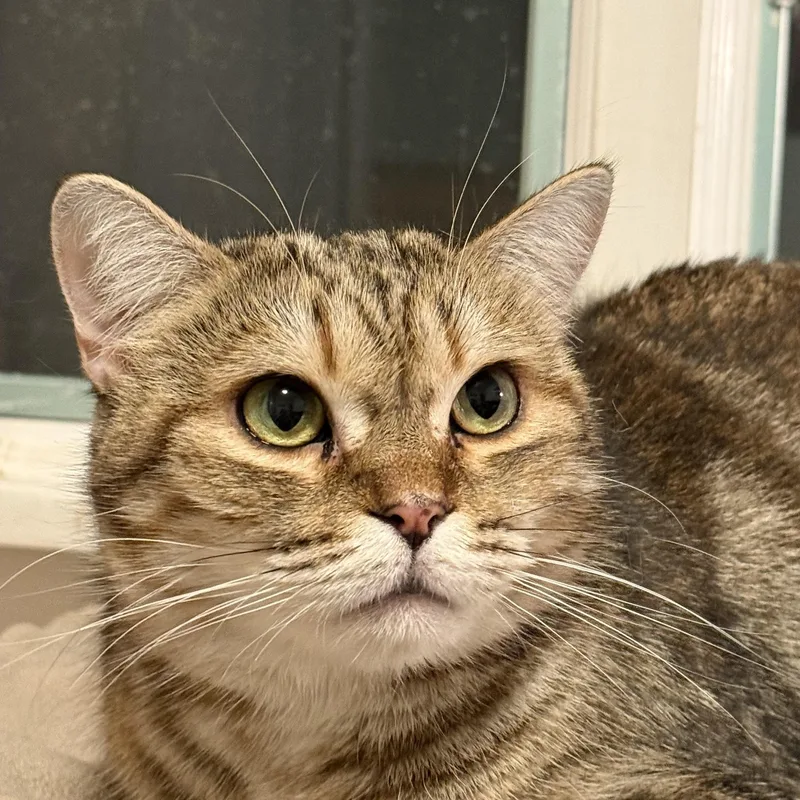 A young medium-sized female Tabby (Buff / Tan / Fawn) Domestic Short Hair cat named Sky for adoption in Melrose, MA