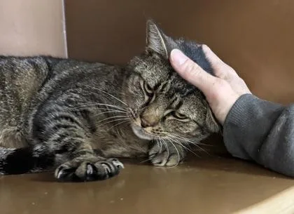 Wonder $ thumbnail 3