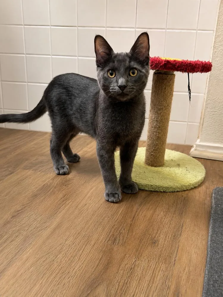 A baby small-sized male Extra-Toes Cat / Hemingway Polydactyl cat named Bing Clawsby for adoption in Dallas, TX