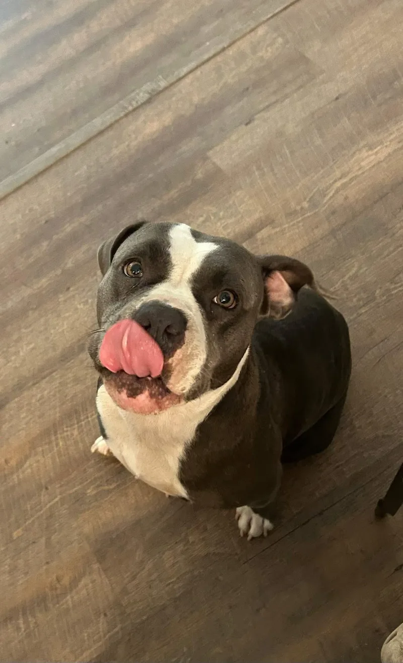 Maci